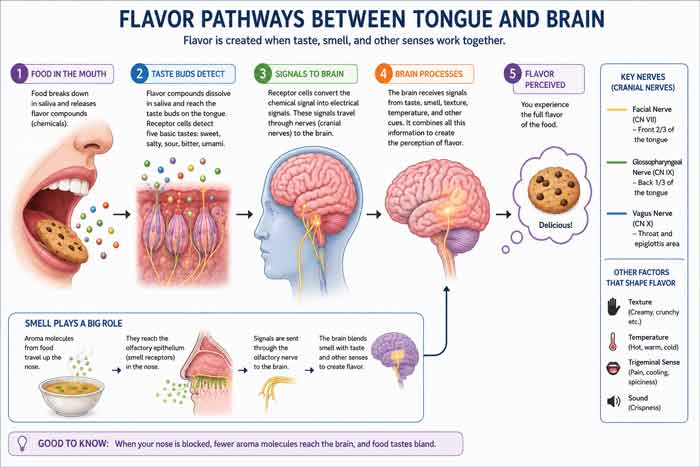 Flavor pathways between tongue and brain